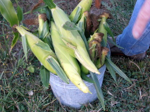 Fresh corn on the cob!