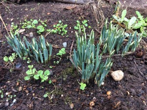 Snowdrops getting ready to bloom!