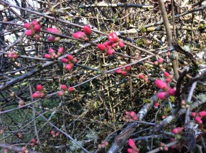 The quince is bursting forth, such enthusiasm!