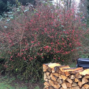 The quince with its red flowers  adding to the airs sweet smell.