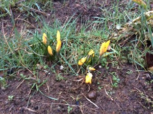 The same little patch of crocus this morning.  It looks like a deer stepped on it during the night.