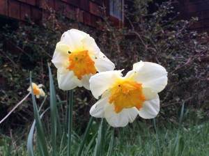 My Rececca's Daffodils.  Nice.