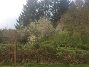 Cherry tree by the house starting to bloom.