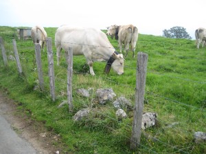 In the Pyrenees, cows with those clonker bells on. 