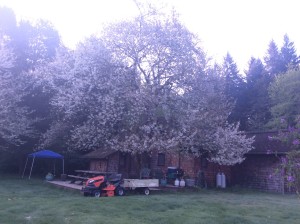 Cherry tree, next to our house, in bloom.  It overs tapas with flowers as the wind blows. 