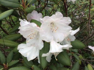 Beautiful.   One of My Rebecca's rhododendrons.