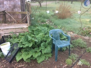 All those leaves around that chair are rhubarb and the stocks are what you eat.  All that grow up in the last month and it dies back every fall.  Leaves get two foot across.