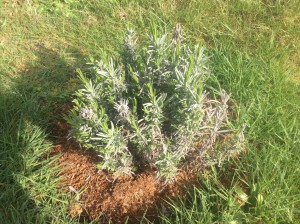 New growth on the lavender that we planted along  Phil's Camino.  