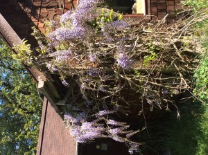 Flowering wisteria on the side of our house.  
