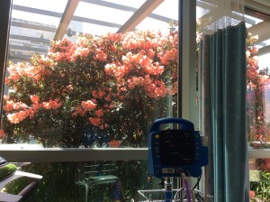 A beautiful rhododendron outside our window at the treatment center.  Nice.
