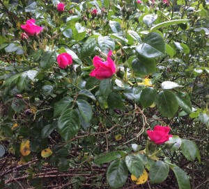 I'm up on a ladder in my PJ's getting this pic of My Rebecca's climbing rose, just for you.