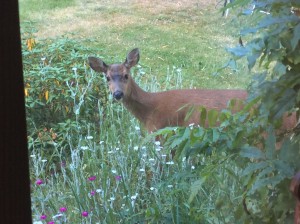 Bambi in Felipe's Rebecca's flowers instead of Felipe's corn.  😄