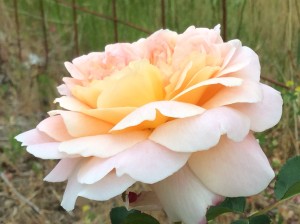 Queen Nefritetti (sp?) rose from My Rebecca's  garden.