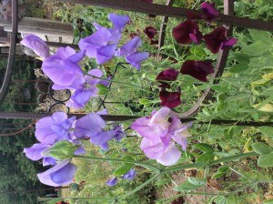 Sweet peas in the morning.