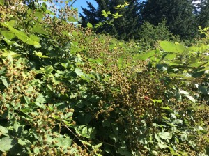 Here at the ranch, blackberries in the sun, ripening.