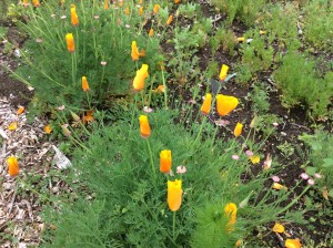 California poppies waiting for the sun to come out.