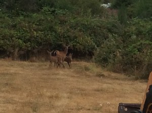 Mom with two fawns.  Enlarge to see better.