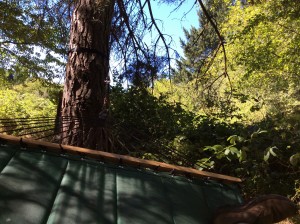 The view from my hammock, siesta time.