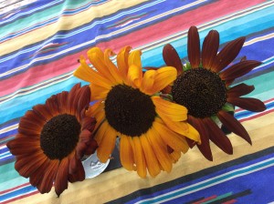 We have all flavors of sunflowers!