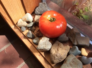 Tomato with heart rocks.  Nice huh?