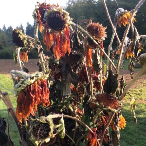 Good shot of the end of the sunflowers.   Maybe they will live on in our memory.