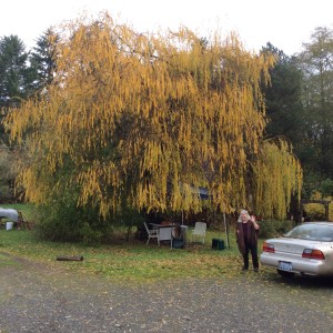 There is My Rebecca waving by the weeping willow tree in it's pretty yellow fall color.  