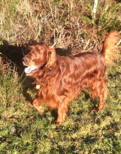 Rowan on the walk today.  