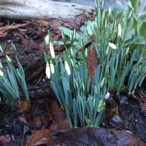 The snowdrops showing color on a frosty morning.  The very first of the flowers.  