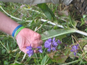 Little blue flowers along the trail in Spain.