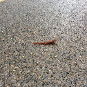 Why did the newt cross the road? Anyone ever come up with an answer on that one?