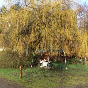 The start and finish of Phil's Camino.  The weeping willow is leafing out.  