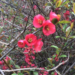 Quince blossoms interrupting my Saturday.