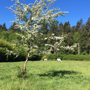 White blossoms, white horses, all in the sun under a blue sky.  Happy Spring!