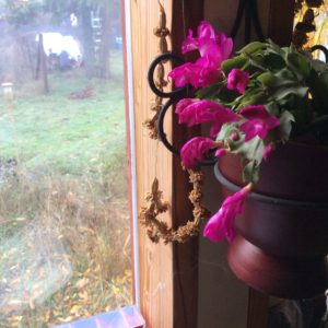 Our Christmas cactus is blooming early since it heard the great news!  