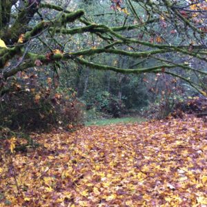 Maple leaf carpet on the trail.