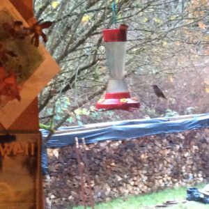 A hummingbird off to the right of the feeder.  Too much clutter to see it's wings, fascinating creatures.  